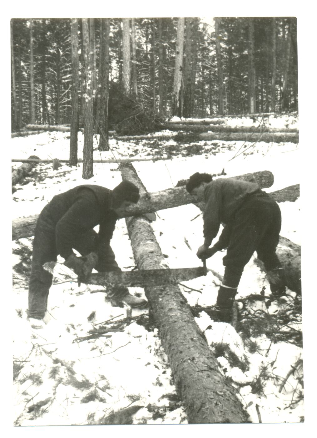 Nežinomas fotografas, Lietuviai tremtiniai pjauna malkas