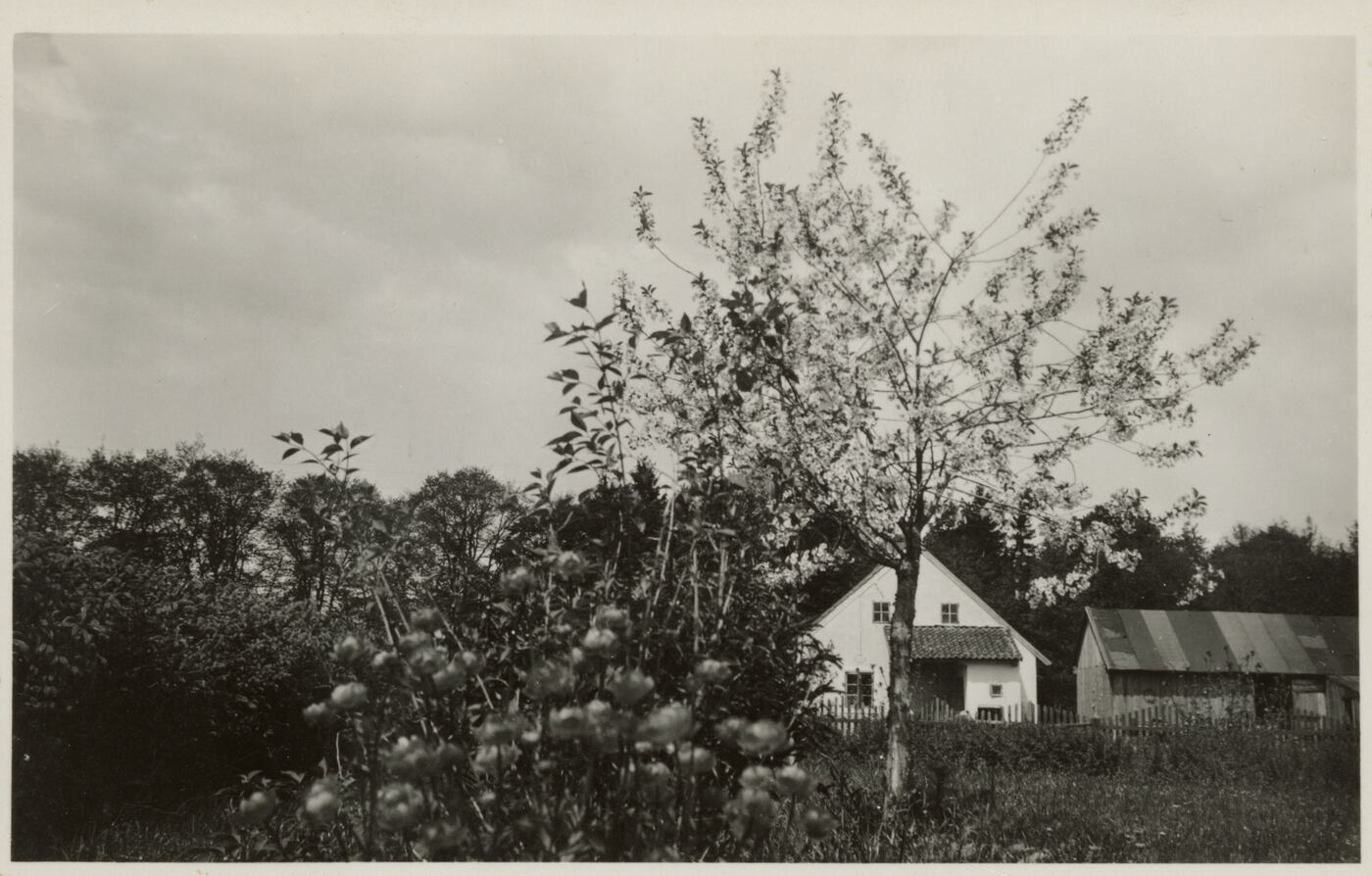 Nežinomas fotografas, T. ir H. Ivanauskų sodyba Obelynėje