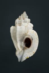 Dermomurex neglectus (Habe & Kosuge, 1971)