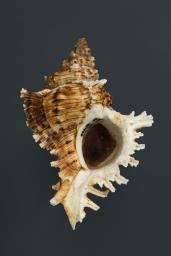 Chicoreus asianus (Kuroda, 1942)
