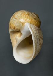 Natica fulminea (Gmelin, 1791)