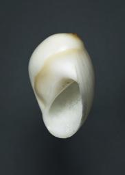 Polinices mammilla (Linnaeus, 1758)