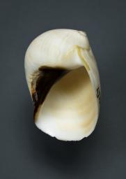 Mammilla melanostoma (Gmelin, 1791)