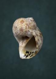 Natica multipunctata (Blainville, 1825)