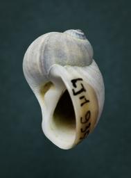 Notocochlis gualtieriana (Récluz, 1844)