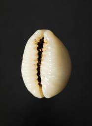 Monetaria obvelata (Lamarck, 1810)