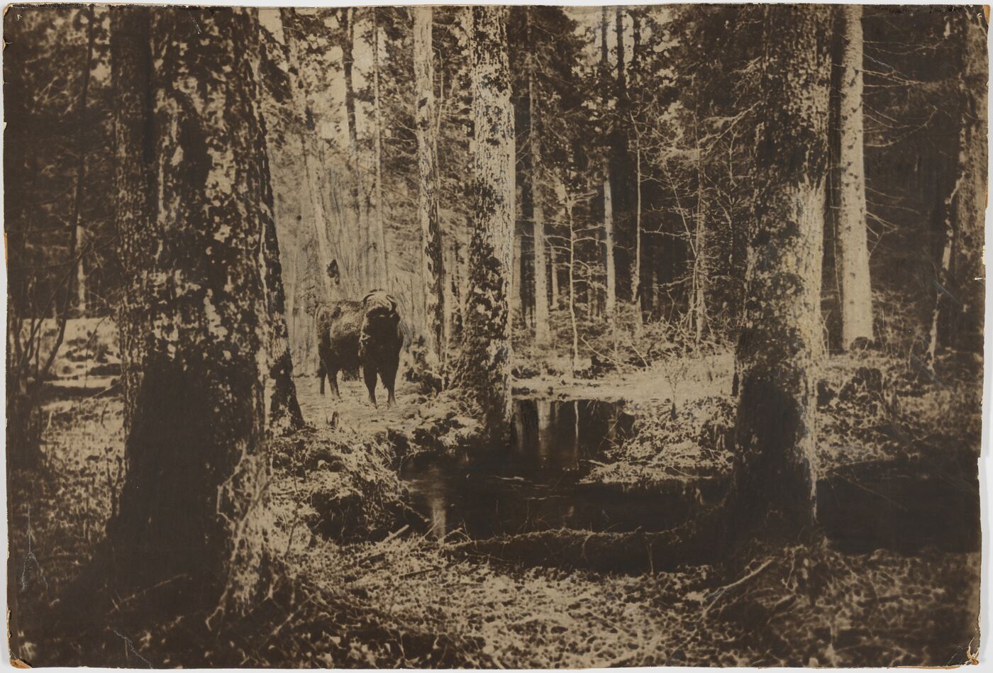 Aleksandras Jurašaitis, „Žentui“