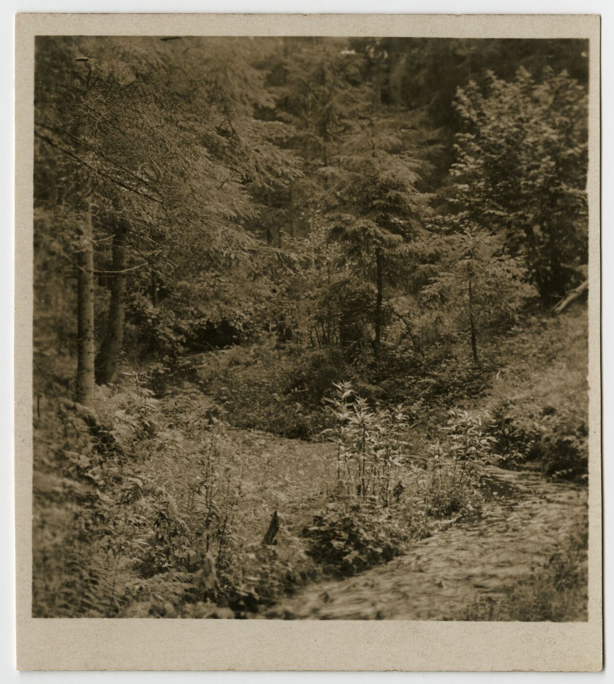 Nežinomas fotografas, Stereoskopinės fotografijos fragmentas. Prienai. Revuonos upelis